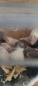 pet baby rats