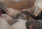 pet baby rats