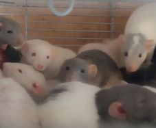 pet baby rats