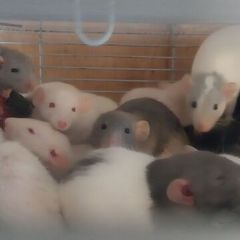 pet baby rats