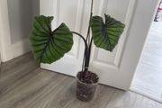 colocasia pharaoh's mask