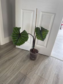colocasia pharaoh's mask