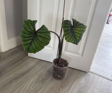 colocasia pharaoh's mask