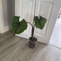 colocasia pharaoh's mask