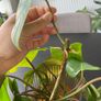 philodendron giganteum Image 2