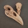 1/1  resin copy of a raven and a crow skull. Image 6