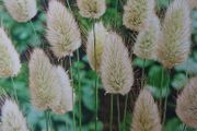 Rabbit's Tail Grass Seeds