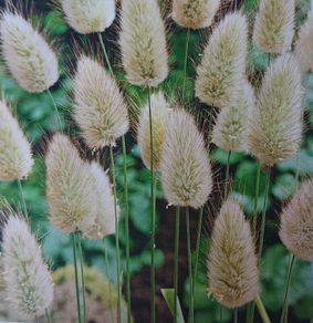 Rabbit's Tail Grass Seeds