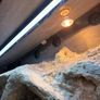 bearded dragon with vivarium Image 2