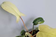 Philodendron Florida Ghost Plant