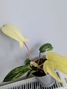 Philodendron Florida Ghost Plant