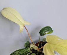 Philodendron Florida Ghost Plant
