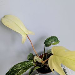 Philodendron Florida Ghost Plant