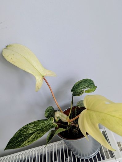 Philodendron Florida Ghost Plant