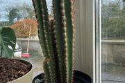 large cactus