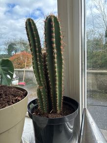 large cactus