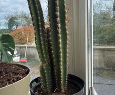 large cactus