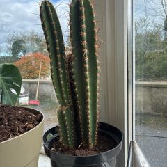 large cactus