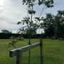 Apple tree Image 5
