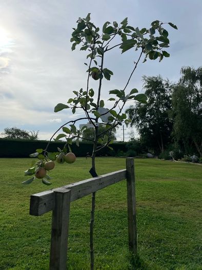 Apple tree