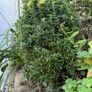 outdoor plants Image 3