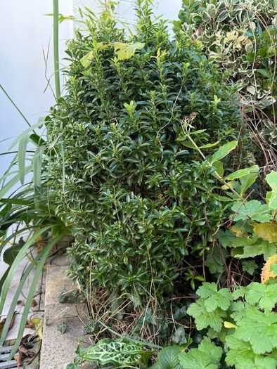 outdoor plants