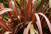 Phormium New Flax Flamingo