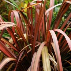 Phormium New Flax Flamingo