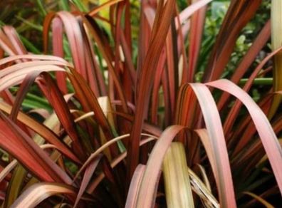 Phormium New Flax Flamingo