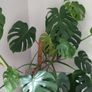Large Monstera plant Image 4
