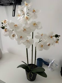 White Phalaenopsis Orchid Plant in Pot