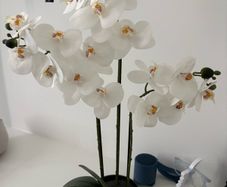 White Phalaenopsis Orchid Plant in Pot