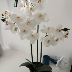 White Phalaenopsis Orchid Plant in Pot