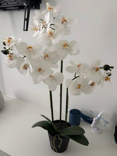 White Phalaenopsis Orchid Plant in Pot