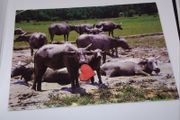 Malaysia Postcard - Buffaloes Roaming In The Padi Field After The Harvesting