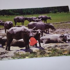 Malaysia Postcard - Buffaloes Roaming In The Padi Field After The Harvesting