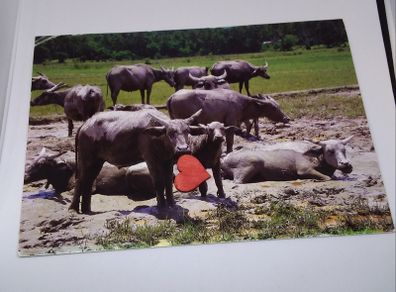 Malaysia Postcard - Buffaloes Roaming In The Padi Field After The Harvesting