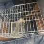 Pet cadge Image 2
