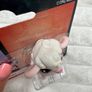 Littlest Pet Shop LPS Cottontop Curlicue 101 Pet DIRty Please see pictures Image 4