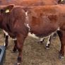 Pedigree Shorthorn Heifers Image 7
