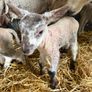 Ewe and 3 lambs Image 4