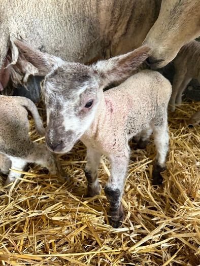 Ewe and 3 lambs