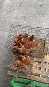 Laying hens