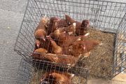 Laying hens