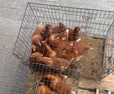 Laying hens