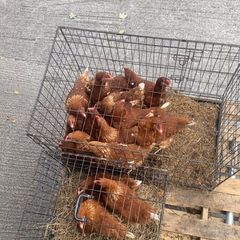 Laying hens