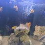 cichlids Image 5