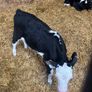 Hereford heifer calves Image 2