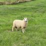 Organic Romney Ram Lambs Image 3
