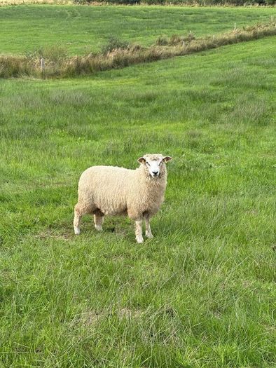 Organic Romney Ram Lambs
